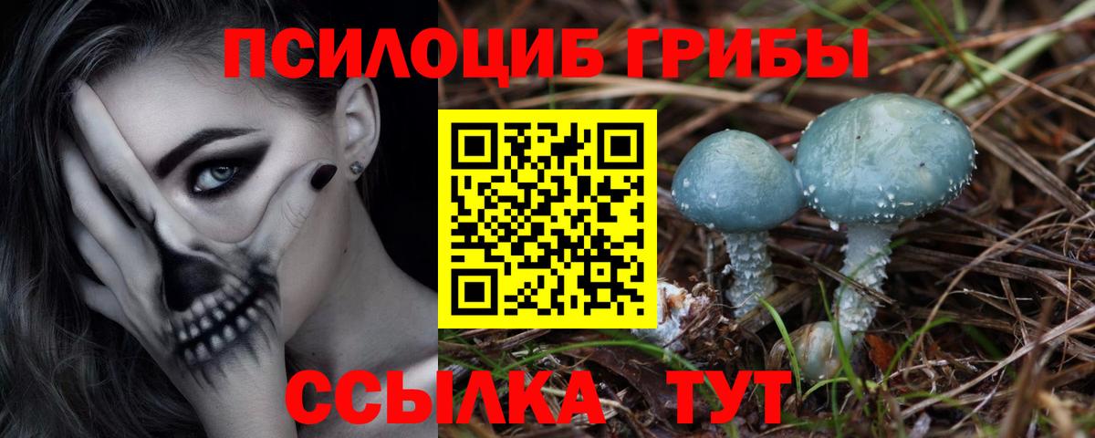 Тихвин  Псилоцибиновые грибы Cubensis  Вход с VPN  Галлюциногенные грибы Psilocybine cubensis 